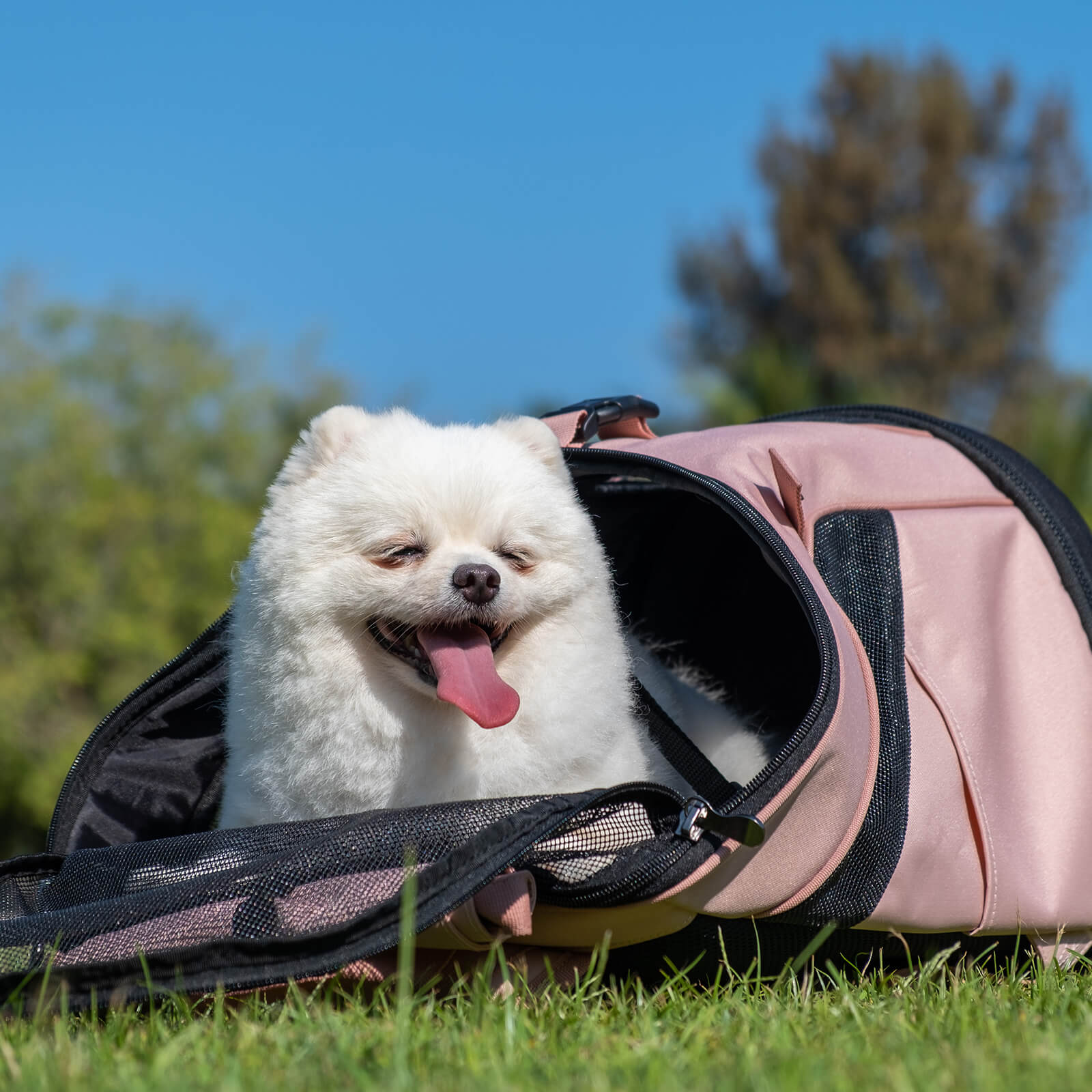 極限輕量寵物後背包2.0進化版